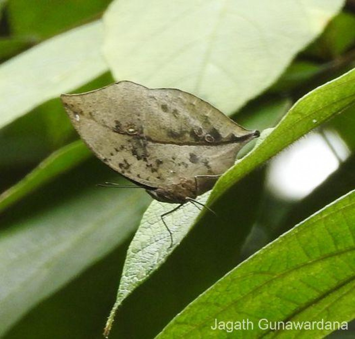 Kallima philarchus Westwood, 1848